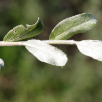 salix_arenaria5md (Salix repens ssp. repens var. dunensis)