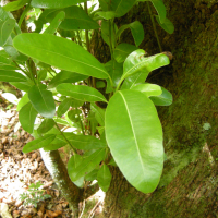 Sideroxylon borbonicum (Bois de fer de Bourbon, Bois de fer bâtard)