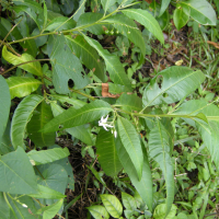Solanum racemosum var. inerme (Morelle)