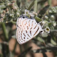 Tarucus rosacea (Azuré parme)