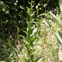 Verbascum virgatum (Molène effilée, Molène en baguette, Molène rayée)