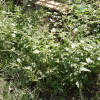 Amaranthus dubius (Amarante)