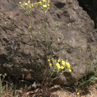 Andryala integrifolia (Andryale à feuilles entières, Andryale sinuée, Andryale sinueuse)