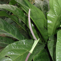 anthurium_acaule2md