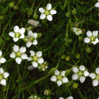 arenaria_grandiflora2md