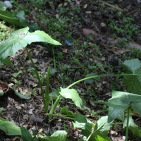 arum_dioscoridis3md (Arum dioscoridis)