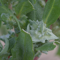 atriplex_laciniata5bd (Atriplex laciniata)