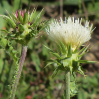 carduus_nutans8mv (Carduus nutans)