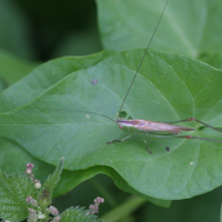 conocephalus_fuscus1abd (Conocephalus fuscus)