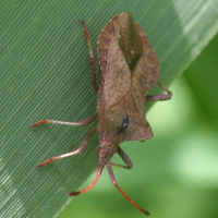 coreus_marginatus2bd