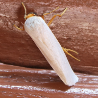 Crambidia cephalica (Manteau, 'Yellow-headed Lichen Moth')