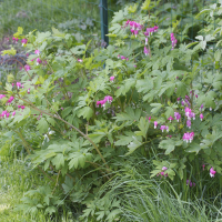 dicentra_spectabilis4md