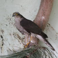 epervier_d-europe_-_accipiter_nisus1md (Accipiter nisus)