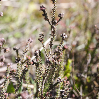 erica_galioides2md (Erica galioides)