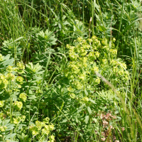 Euphorbia esula (Euphorbe ésule)