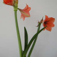 Hippeastrum sp. (Amaryllis)