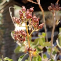 kalanchoe_bracteata3md