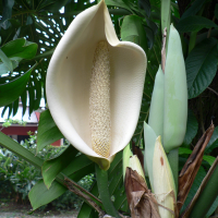 monstera_deliciosa6gc