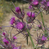 Notobasis syriaca (Chardon de Syrie)