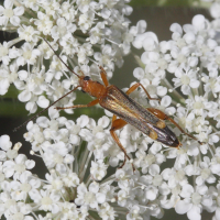 oedemera_barbara3md