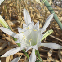 pancratium_maritimum7mv