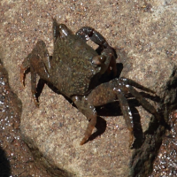 Perisesarma guttatum (Crabe)