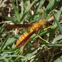 Polistes_olivaceus