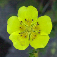 potentilla_grandiflora2md