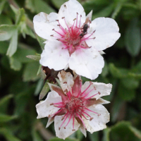 potentilla_nitida2md