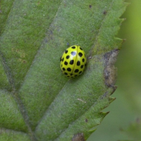 psyllobora_vigintiduopunctata