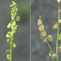 rumex_scutatus3md