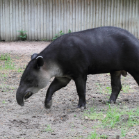 Tapirus bairdii (Tapir de Baird)