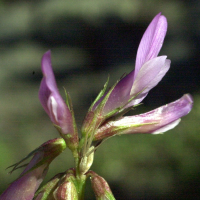trifolium_alpinum2md (Trifolium alpinum)