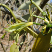 vanilla_planifolia6md (Vanilla planifolia)