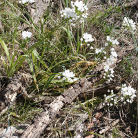 allium_neapolitanum2md (Allium neapolitanum)