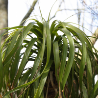 beaucarnea_recurvata4md (Beaucarnea recurvata)