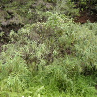 Boehmeria penduliflora (Bœhmère à fleurs pendantes , Bois de source, Bois chapelet)