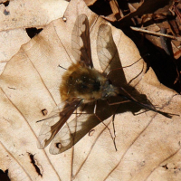 Bombylius major (Grand bombyle)