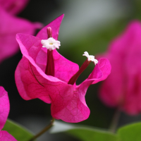 bougainvillea_spectabilis6sd