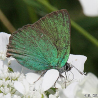 callophrys_rubi3 (Callophrys rubi)