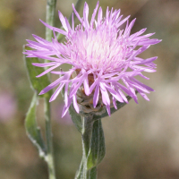 Centaurea_jacea