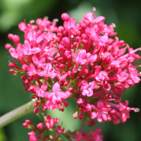 centranthus_ruber2bmd