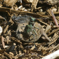 cicindela_hybrida_riparia1bd