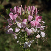 cleome_speciosa2md (Cleome speciosa)