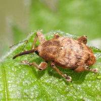 curculio_nucum2md (Curculio nucum)