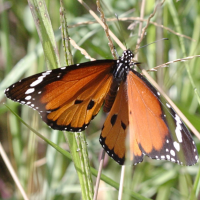 danaus_chrysippus2bd (Danaus chrysippus)