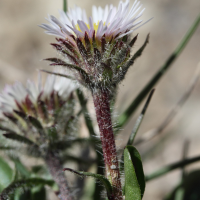 erigeron_uniflorus2md