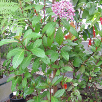 Fuchsia paniculata (Fuchsia paniculé, Fuchsia à fleurs de lilas)