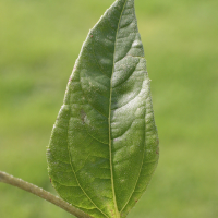 helianthus_tuberosus6md