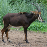 hippotragus_niger_niger1bd